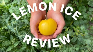 Tomato Review  Lemon Ice [upl. by Mikael219]