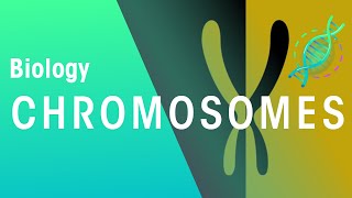 What Are Chromosomes  Genetics  Biology  FuseSchool [upl. by Eissahc]