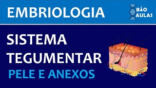 Embriologia do Sistema Tegumentar Pele e Anexos Embriologia Humana  Bio Aulas [upl. by Kcirtemed]