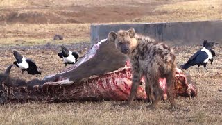 four days on a lion kill  day 3  10  birds close in as juvenile eats [upl. by Neevan]