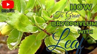 Revitalize Your Garden Master Bryophyllum from Leaf Cuttings [upl. by Nor]