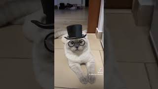 The Most Adorable Scottish Fold Gentleman [upl. by Sieracki]