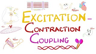 Excitation Contraction Coupling  Muscle Physiology 💪 [upl. by Vicky309]