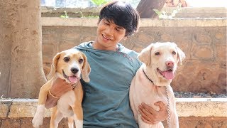 DOG SHORT FILM  SMALL POCKET  BEAGLE  MOHAK MEET [upl. by Chaffee396]