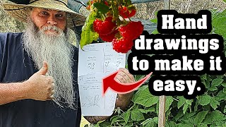 Raspberries for Beginners Complete Guide to Growing Pruning Varieties amp more [upl. by Enitsenrae641]