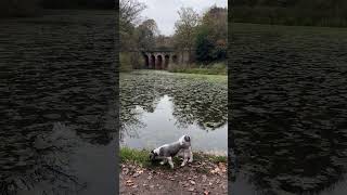 Hampstead heath Sunday with Oli the shin tzu [upl. by Janeczka7]