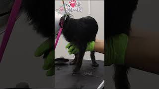 Groomer Takes Time with Aggressive Dog [upl. by Riada]