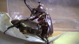 Japanese Rhinoceros Beetles  Mating [upl. by Chilcote]