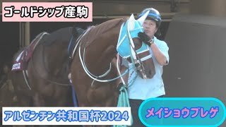 【アルゼンチン共和国杯2024】なでなでされながらパドック入場！甘えたり虫イヤイヤも可愛いメイショウブレゲ【ゴールドシップ産駒】 [upl. by Danete454]