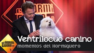 El primer ventrílocuo capaz de hablar a través de un perro de carne y hueso  El Hormiguero 30 [upl. by Negriv]