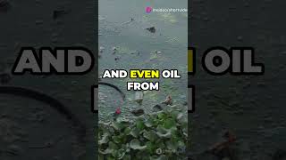 Water Pollutants water pollutants waste short newvideo [upl. by Marron]