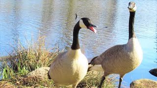 Angry Goose HISSING [upl. by Nnyl616]