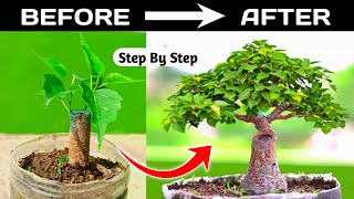 Bonsai Making From Branch cutting ⏲️  36 Years Timelapse ⏲️ [upl. by Cynde]