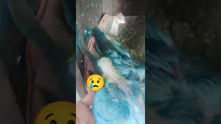 Wapas aaja yaar 🕊🕊viralvideo pigeon sadstatus kabutar kabootarbazi birds 🕊🕊 [upl. by Cousins]