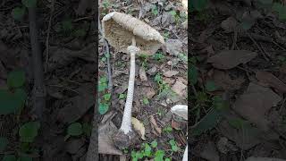 Macrolepiota procera sau Piciorul Căprioarei [upl. by Coriss]