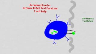 B cell Activaiton And Differentiation [upl. by Dolf]