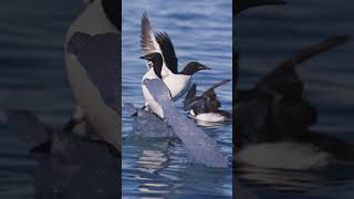 Top Greenland Activities  Arctic  Lindblad Expeditions [upl. by Hakym]