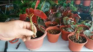 How to propagate begonias 3 easy method you gotta try it Jenis begonia amp 3 cara perbanyakkan [upl. by Haney]