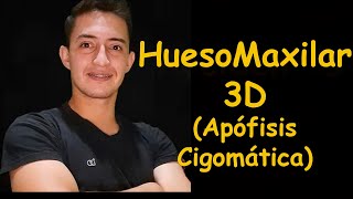 Hueso Maxilar 3D Apófisis Cigomática [upl. by Dumond]