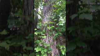 200 Foot Cottonwood Tree [upl. by Flossy150]