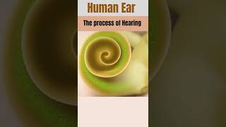 How EAR Works The process of Hearing 3D Animationyoutubeshorts viralvideo [upl. by Imogene981]