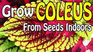 How To Grow Coleus From Seeds Indoors [upl. by Naitsirk787]