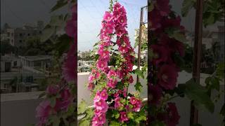 Hollyhock FlowerBest Winter FlowerHollyhock Plant CareHow To Care Hollyhock Plantহলিহক ফুল। [upl. by Luci]