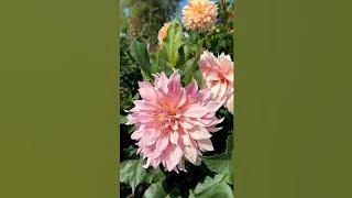 Dahlias flowers  Most beautiful dahlia flowers collection beautiful flowers garden ture [upl. by Westbrook]