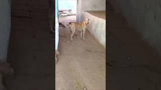 Dog running and 🐕 barking sound effect6kviralshorts [upl. by Dnamron609]