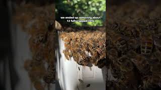 I hope this works shorts beekeeping beekeeper beelover honeybee queenbees beehive bees [upl. by Ricker]