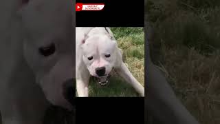 💥Mezcla de Rottweiler  Dogo Argentino [upl. by Yesdnik264]