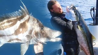 SPEARFISHING  North Island New Zealand 2015 [upl. by Freeman415]