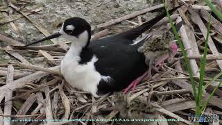 BlackNecked Stilt amp Chicks [upl. by Namie]