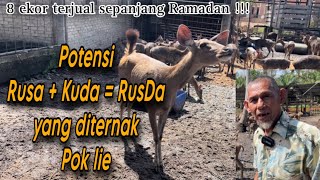 RusDA lebih tinggi dan besar berbanding Rusa Timorensis [upl. by Jovi]