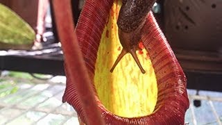 Eaten alive Carnivorous Pitcher Plant Eats Giant Slug  Not for the squeamish Yuck [upl. by Hubing]