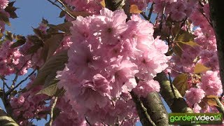 The fantastic blossom of prunus serrulata Kanzan [upl. by Norb]