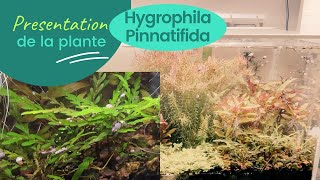 Hygrophila pinnatifida  plante  aquarium deau douce [upl. by Zippora982]