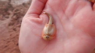 Hundreds of quotDinosaur Shrimpquot Emerge After Arizona Monsoon [upl. by Gonzales546]