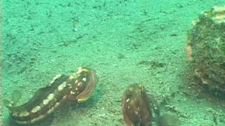 Sarcastic Fringeheads  Channel Islands  UGENA [upl. by Niram]