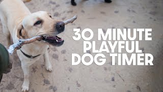 30 Minute Timer  Thirty Minute Playful Dog Timer [upl. by Paine]