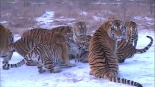 Siberian Tigers vs Goat  Harbin China Siberian Tiger Preserve [upl. by Hyams]