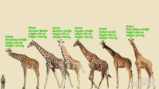 ARTIODACTYLA Giraffids Camels Hippos amp Others Size Comparison [upl. by Ennirok102]