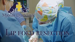 LIP FOLD RESECTION [upl. by Lleumas]