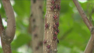 Be on the lookout for this invasive lanternfly species [upl. by Georgie]