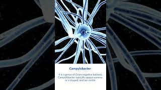 What is Campylobacter Bacteria [upl. by Tingey606]