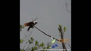 Threewattled Bellbird Display [upl. by Adnil820]