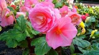 Amazing and Most Beautiful Begonia Flowers Pictures [upl. by Farris]