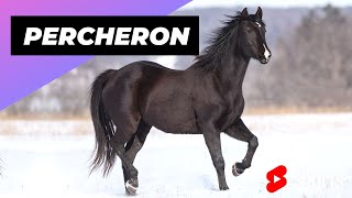 Percheron Horse 🐴 One Of The Most Beautiful Horses In The World shorts [upl. by Laurice]