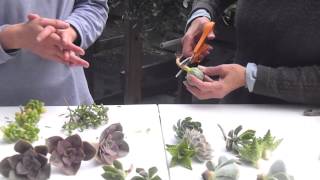 Succulent Preparation for Bouquets Corsages and Boutonnieres [upl. by Elbon]