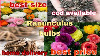 ranunculus bulbs corms tubers rhyzomes रेनुनक्यूलुस बल्बस उपलब्ध व्हाट्सप्प 8273837165 [upl. by Krahmer]